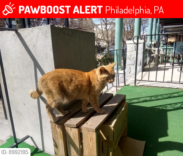 Lost Female Cat last seen 51st Street and Chester Avenue , Philadelphia PA19143, Philadelphia, PA 19143