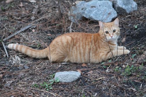 Lost Female Cat last seen Engles Road, Kings Lake Road, DeFuniak Springs, FL 32433