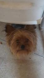 Lost Male Dog last seen Near linden Blvd 5d floor, Brooklyn, NY 11208