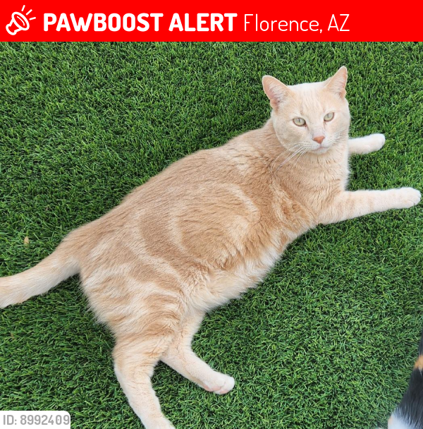 Lost Male Cat last seen Felex and  Miller ranch, Florence, AZ 85132