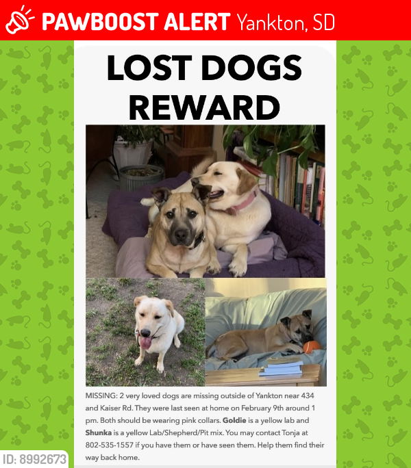 Lost Female Dog last seen Kaiser rd & hiway 50, Yankton, SD 57078