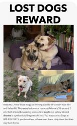 Lost Female Dog last seen Kaiser rd & hiway 50, Yankton, SD 57078