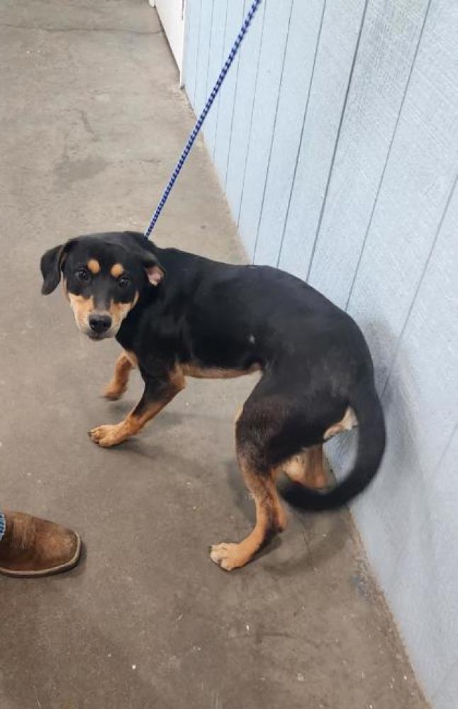 Shelter Stray Male Dog last seen ,  , Point Pleasant, WV 25550