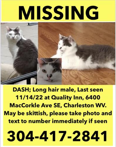 Lost Male Cat last seen Last seen at Quality Inn on MacCorkle Avenue SE , Charleston, WV 25304