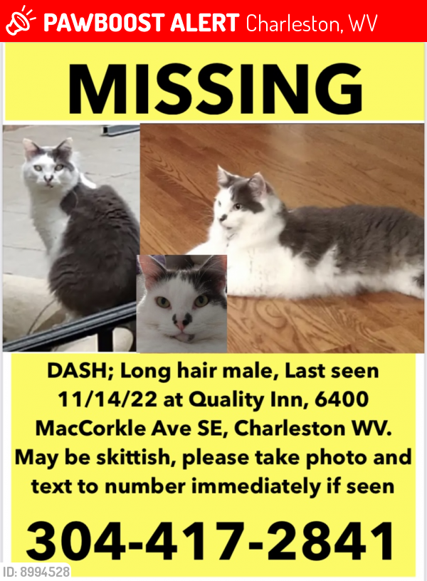 Lost Male Cat last seen Last seen at Quality Inn on MacCorkle Avenue SE , Charleston, WV 25304
