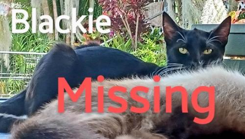 Lost Male Cat last seen Manuoioi pl, Waianae, HI 96792