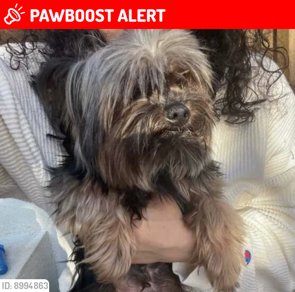 Lost Male Dog last seen Belair Dr and Cressingham Dr, Lancaster County, SC 29707