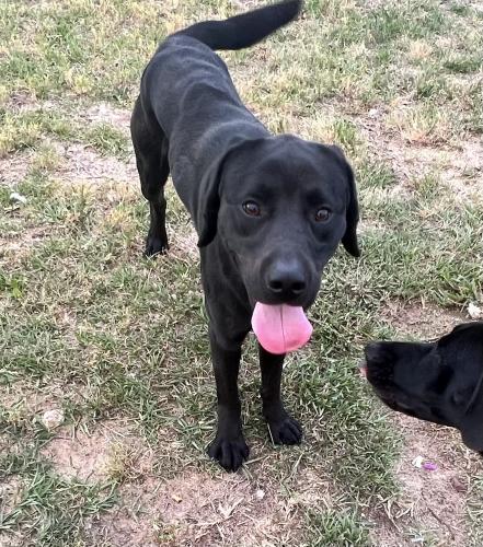 Found/Stray Male Dog last seen Summit. Hardscrabble is the main rd near us, Richland County, SC 29229