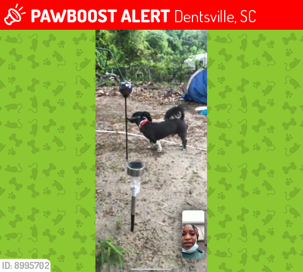 Lost Male Dog last seen Dentsville area, Dentsville, SC 29206