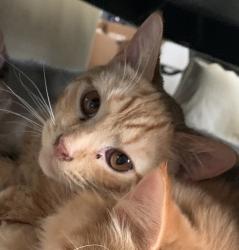 Reunited Male Cat last seen Near Highway 39 and Old Moore Rd, Selma, NC 27576