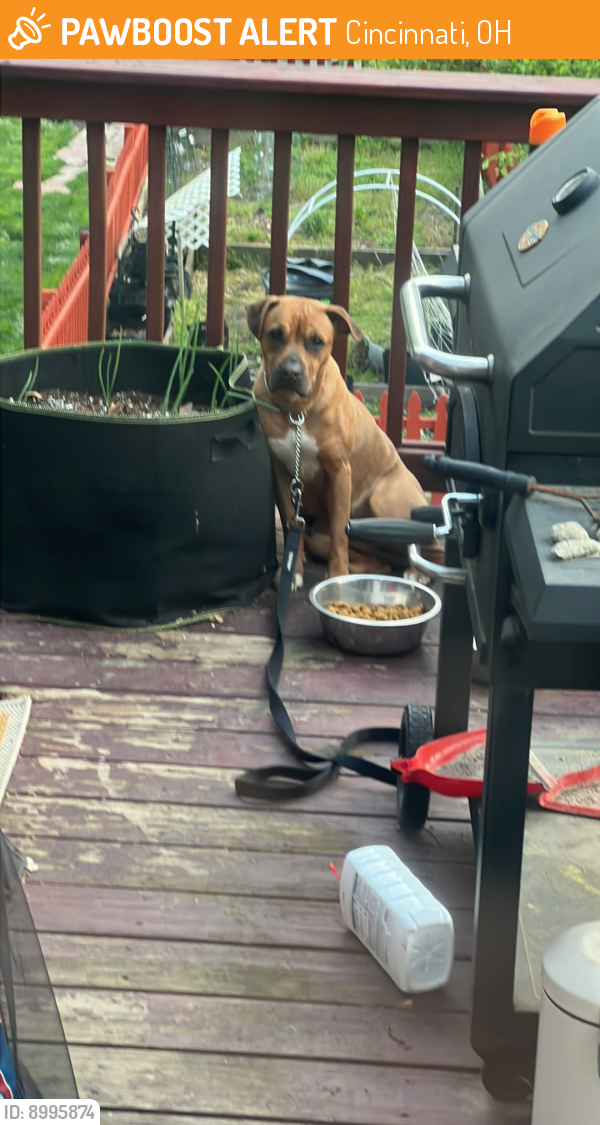 Cincinnati, OH Stray Dog Found Near Carnation Ave. and Pedretti Rd. in
