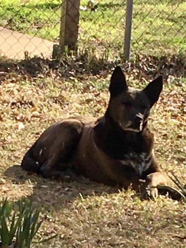 Lost Male Dog last seen Cottonwood and Cherry and Goodlett Road , Cottonwood, AZ 86326