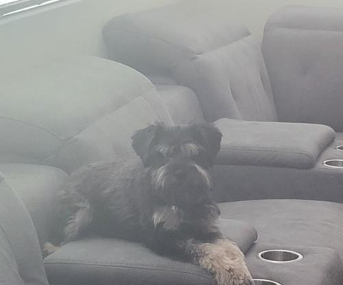 Lost Male Dog last seen Sossaman and Guadalupe , Mesa, AZ 85212