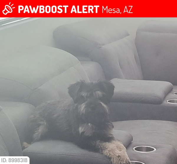 Lost Male Dog last seen Sossaman and Guadalupe , Mesa, AZ 85212