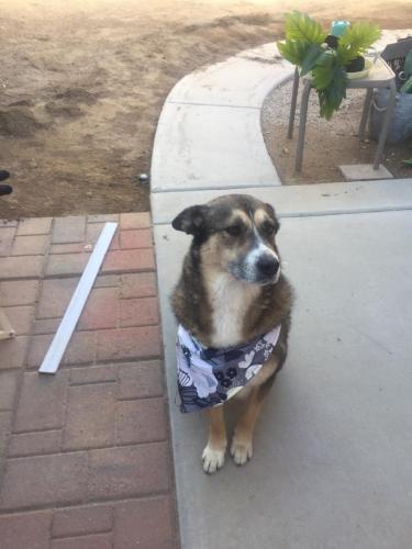 Lost Female Dog last seen Tomahawk and Baseline, Apache Junction, AZ 85119