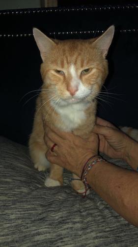Lost Male Cat last seen Orchard Ave.,, Elkview,, West Virginia, Big Chimney, WV 25302
