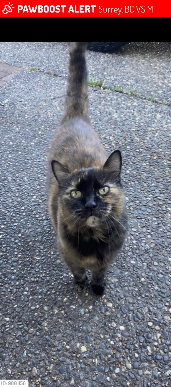 Lost Female Cat last seen Near and 57ave, Surrey, BC V3S 7M6