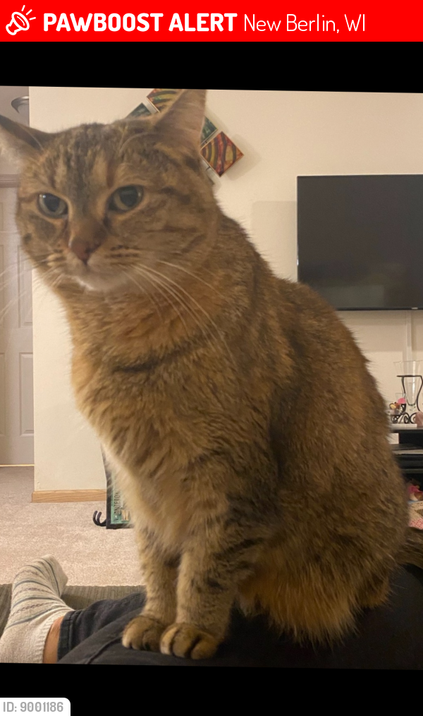 Lost Female Cat last seen Lincoln and Rodgers drive, New Berlin, WI 53151