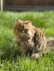 Lost Female Cat last seen St. Paul’s Close, Ealing horse riding school ,Ealing Common park, Greater London, England W5 3JQ