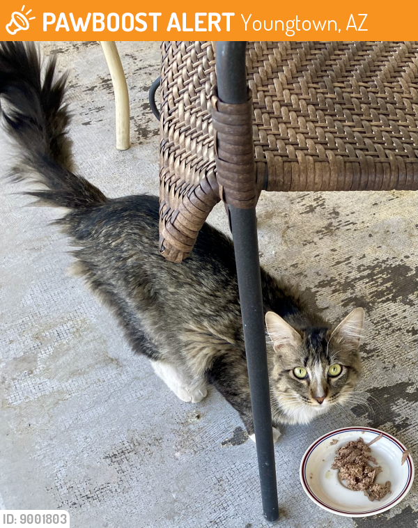 Found/Stray Unknown Cat last seen 111th and Peoria, Youngtown, AZ 85363