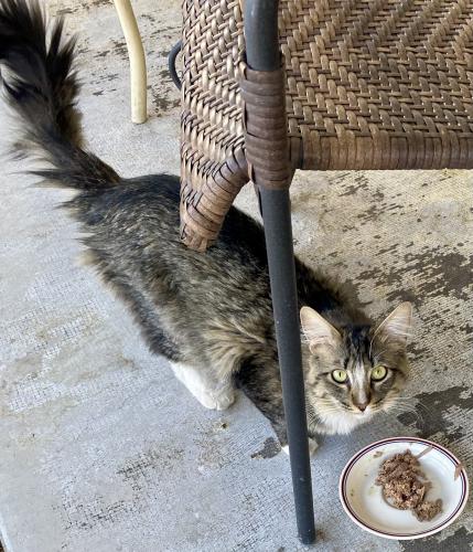 Found/Stray Unknown Cat last seen 111th and Peoria, Youngtown, AZ 85363