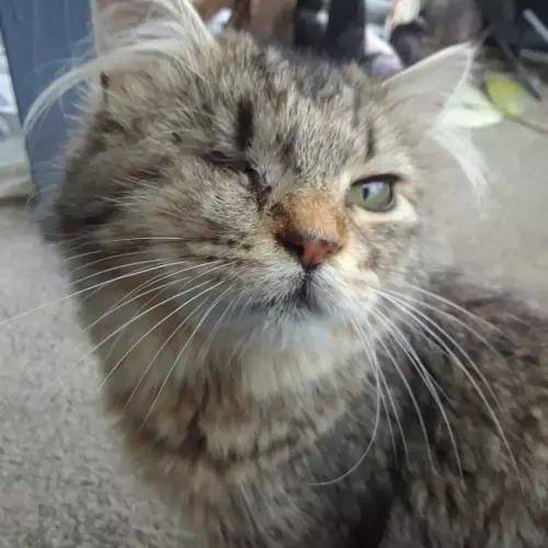 Lost Female Cat last seen near Sheridan Elementary School, Tacoma, WA 98404