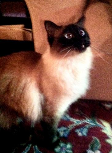 Lost Female Cat last seen Above Tramway, supper rock neighborhood , Albuquerque, NM 87123