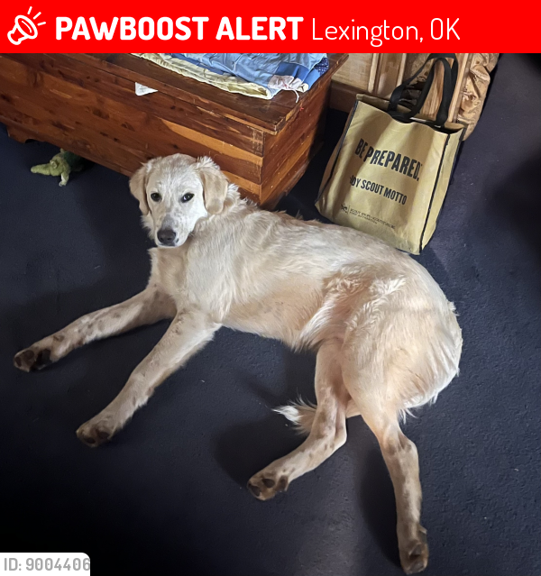 Lost Male Dog last seen 180th & Hwy 39, Lexington, OK 73051