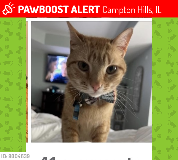 Lost Male Cat last seen Fox mill Blvd/Route 64, Campton Hills, IL 60175