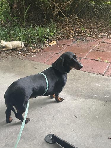 Found/Stray Female Dog last seen Berkley Drive and Gornto, Valdosta, GA 31602