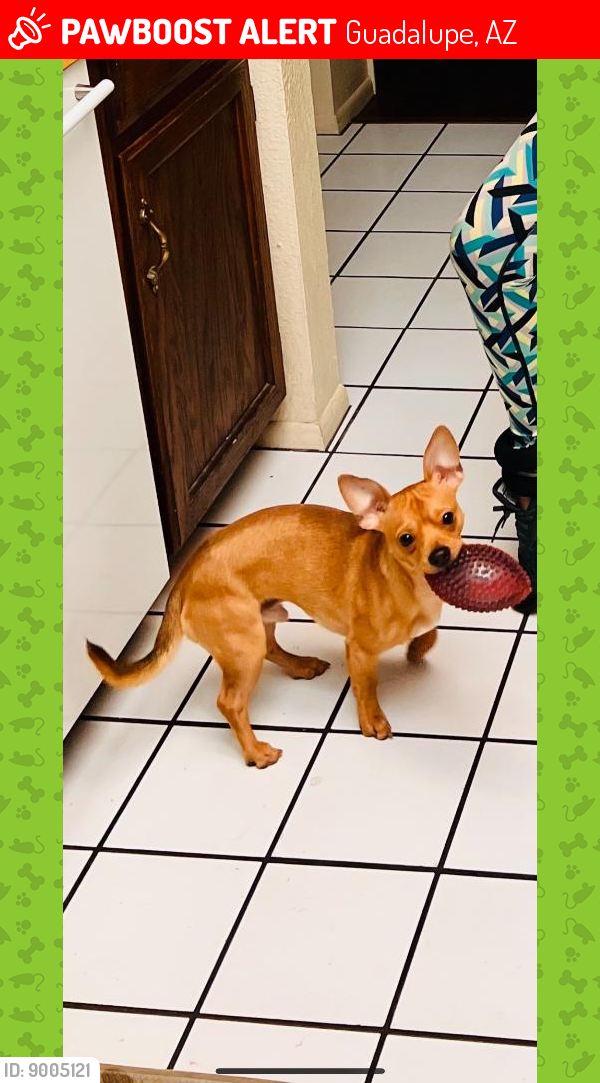 Lost Male Dog last seen S. Rural Rd and Baseline Rd, Guadalupe, AZ 85283