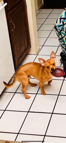 Lost Male Dog last seen S. Rural Rd and Baseline Rd, Guadalupe, AZ 85283