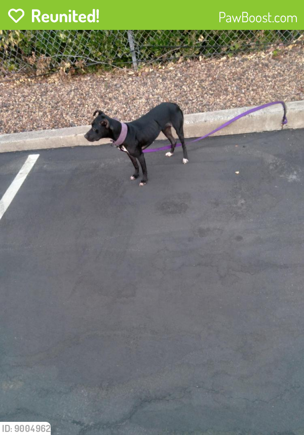 Reunited Female Dog in Rocklin, CA 95677 (ID: 9004962) | PawBoost