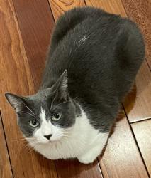 Reunited Male Cat last seen Lorne Park rd and Birchview dr, Mississauga, ON L5H 3C8