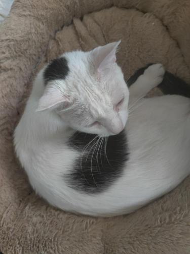 Lost Male Cat last seen 58th and Market Streets , County Assistance Office , Philadelphia, PA 19139