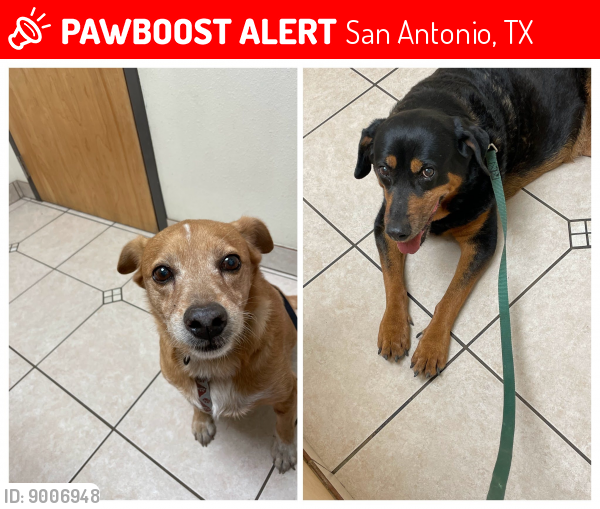 Lost Female Dog last seen S New Braunfels & Aransas Ave, San Antonio, TX 78210