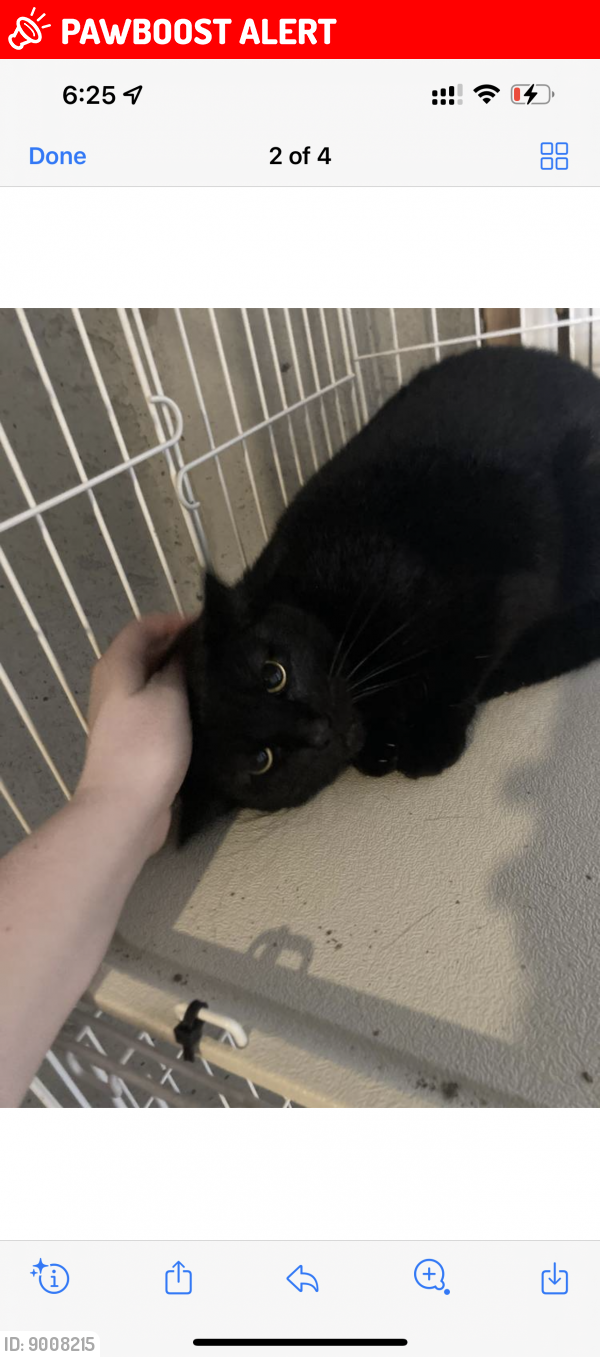 West Chester Township, OH Lost Female Cat, Reese Is Missing PawBoost