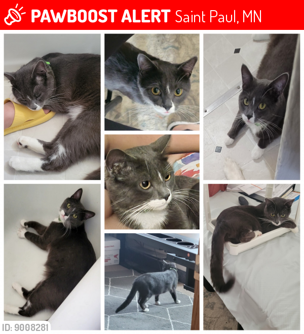 Lost Male Cat last seen Winona St and Hall Ave, St Paul, 55107, Saint Paul, MN 55107