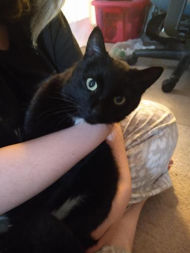 Found/Stray Female Cat last seen Near th Ave and Heather St nw, Anoka, MN 55303