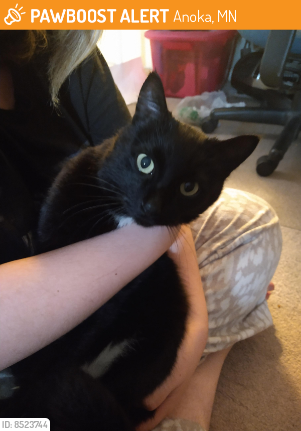 Surrendered Female Cat last seen Near th Ave and Heather St nw, Anoka, MN 55303