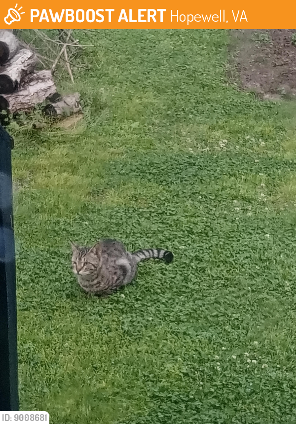 Hopewell, VA Stray Cat Found Near Near 23rd and Richmond st Hopewell