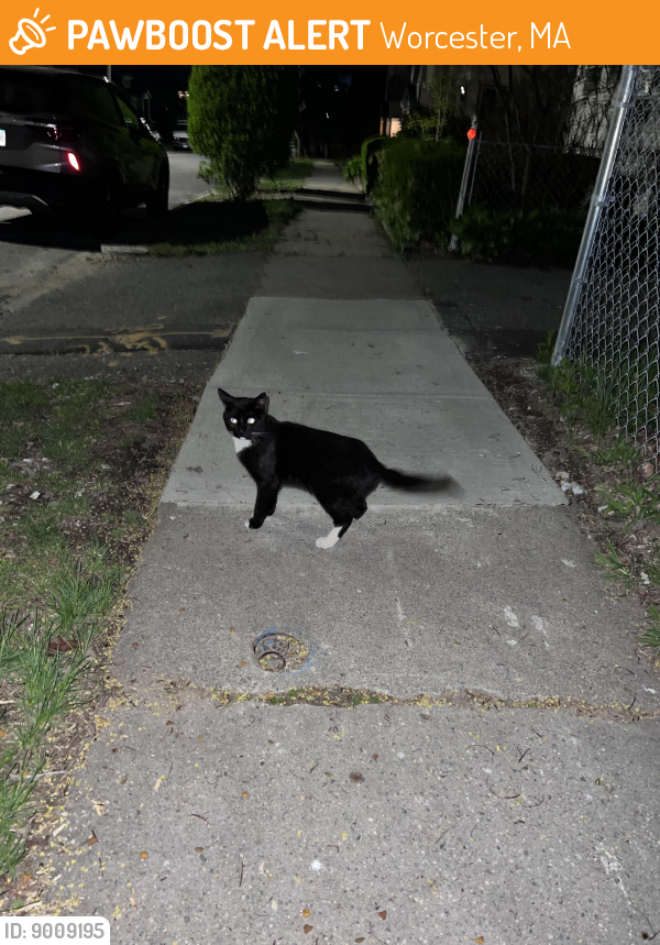 Found/Stray Unknown Cat last seen Strathmore rd Worcester , Worcester, MA 01610