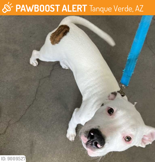 Found/Stray Male Dog last seen N Conestoga ave e tanque verde, Tanque Verde, AZ 85749