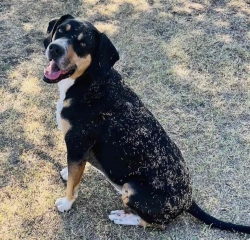 Lost Male Dog last seen Cibolo Creek & 2538, New Berlin, TX 78155