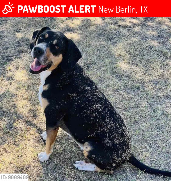 Lost Male Dog last seen Cibolo Creek & 2538, New Berlin, TX 78155