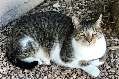 Lost Male Cat last seen East Apache Wells Condos to the East wall.  East Apache Wells Condos are directly behind Chase Bank on Mckellip with a wall behind the bank and over the wall is Apache Wells., Mesa, AZ 85215