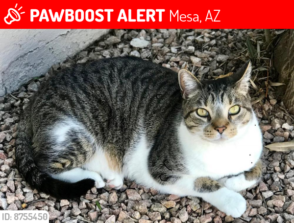 Lost Male Cat last seen   E Apache Wells Condos behind Chase Bank  McKellip & 56th, 85215, Mesa, AZ 85215