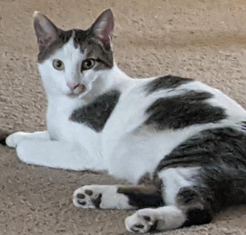 Lost Male Cat last seen Near Lago Vista Hills of Hays, San Marcos, TX 78666
