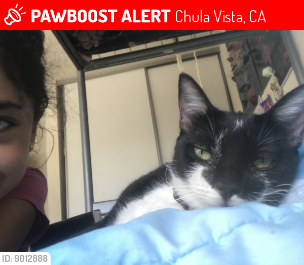 Chula Vista, CA Lost Female Cat, Maxina Is Missing PawBoost