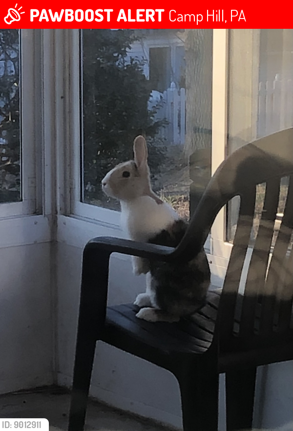 Camp Hill, PA Lost Male Rabbit, Peter Rabbit Is Missing PawBoost
